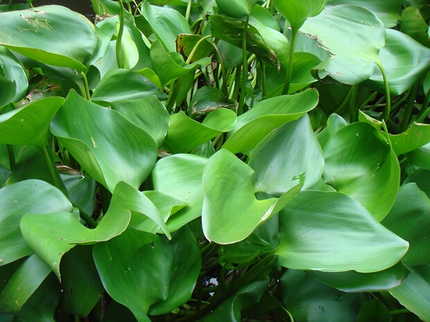 Лимнохарис желтый - Limnocharis flava