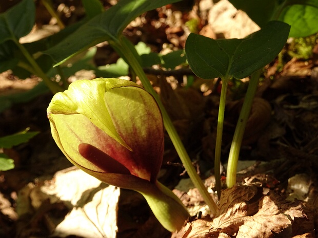 Аронниковые - Araceae The Araceae are a family of monocotyledonous flowering plants in which flowers are borne on a type of inflorescence...