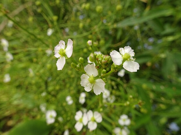 Частуховые - Alismataceae The water-plantains are a family of flowering plants, comprising 11 genera and between 85 and 95 species. The family has...