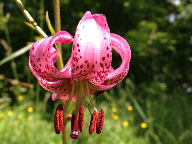 Лилиецветные - Liliales Liliales (older name: Lilia) is an order of monocotyledonous flowering plants in the Angiosperm Phylogeny Group and...