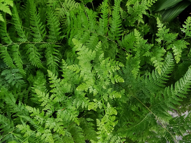 Деннштедтиевые - Dennstaedtiaceae