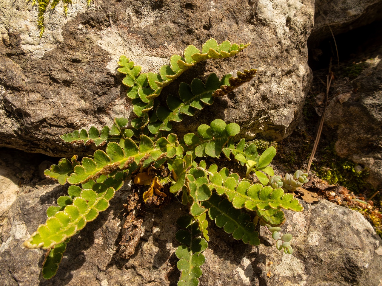 Asplenium ceterach _2025-05-11_1-2