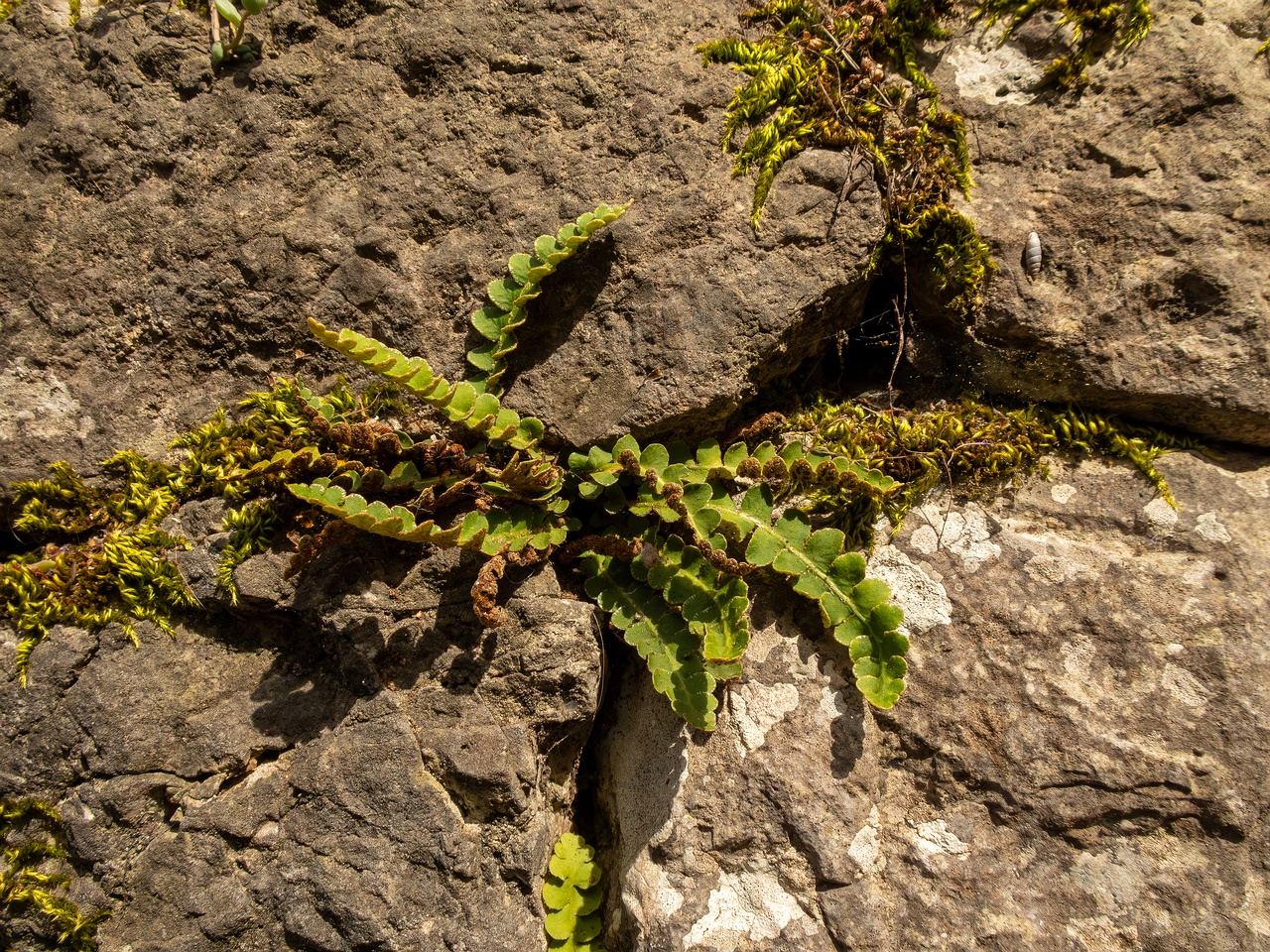 Asplenium ceterach _2025-05-11_1-3