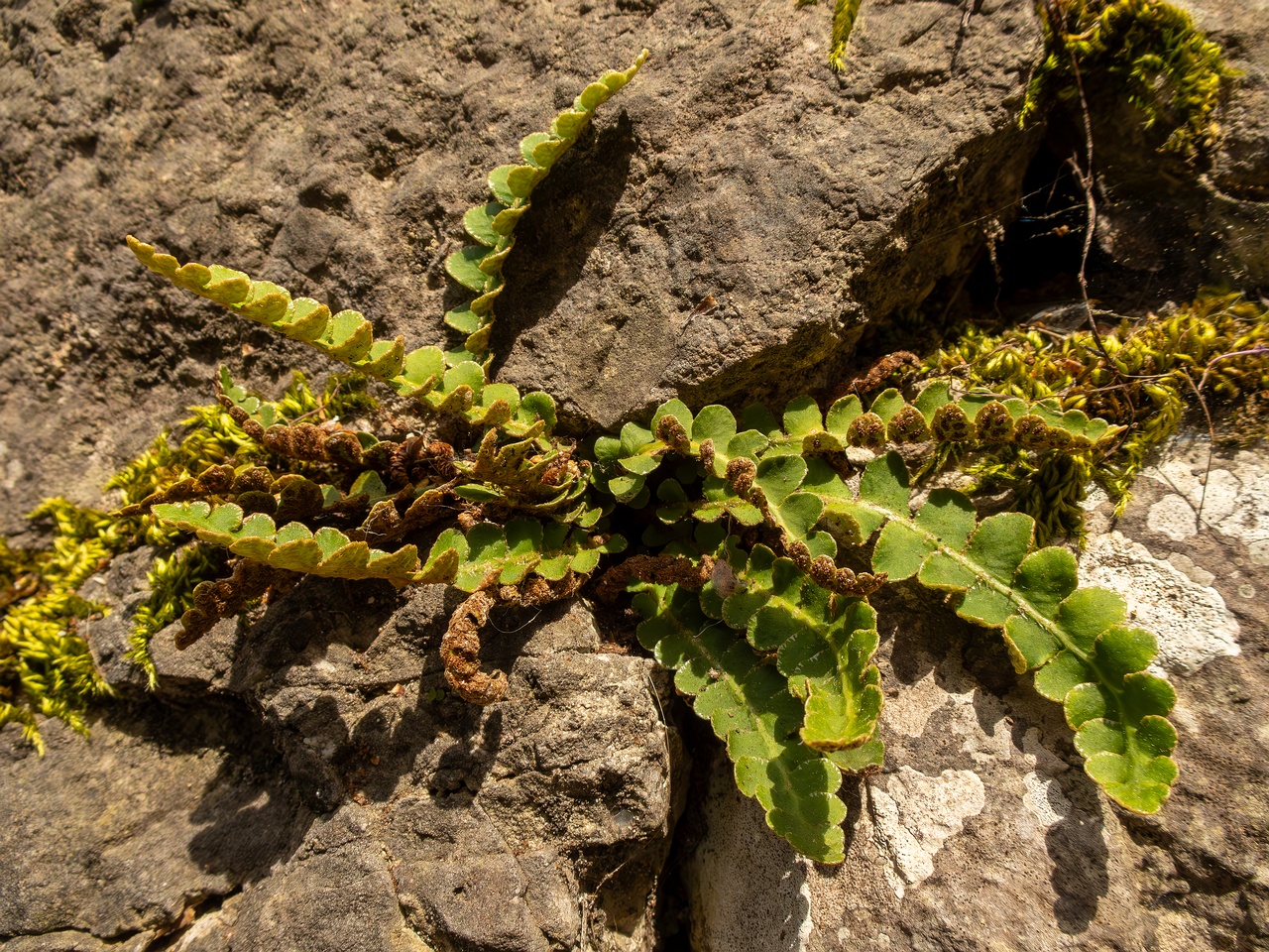 Asplenium ceterach _2025-05-11_1-4