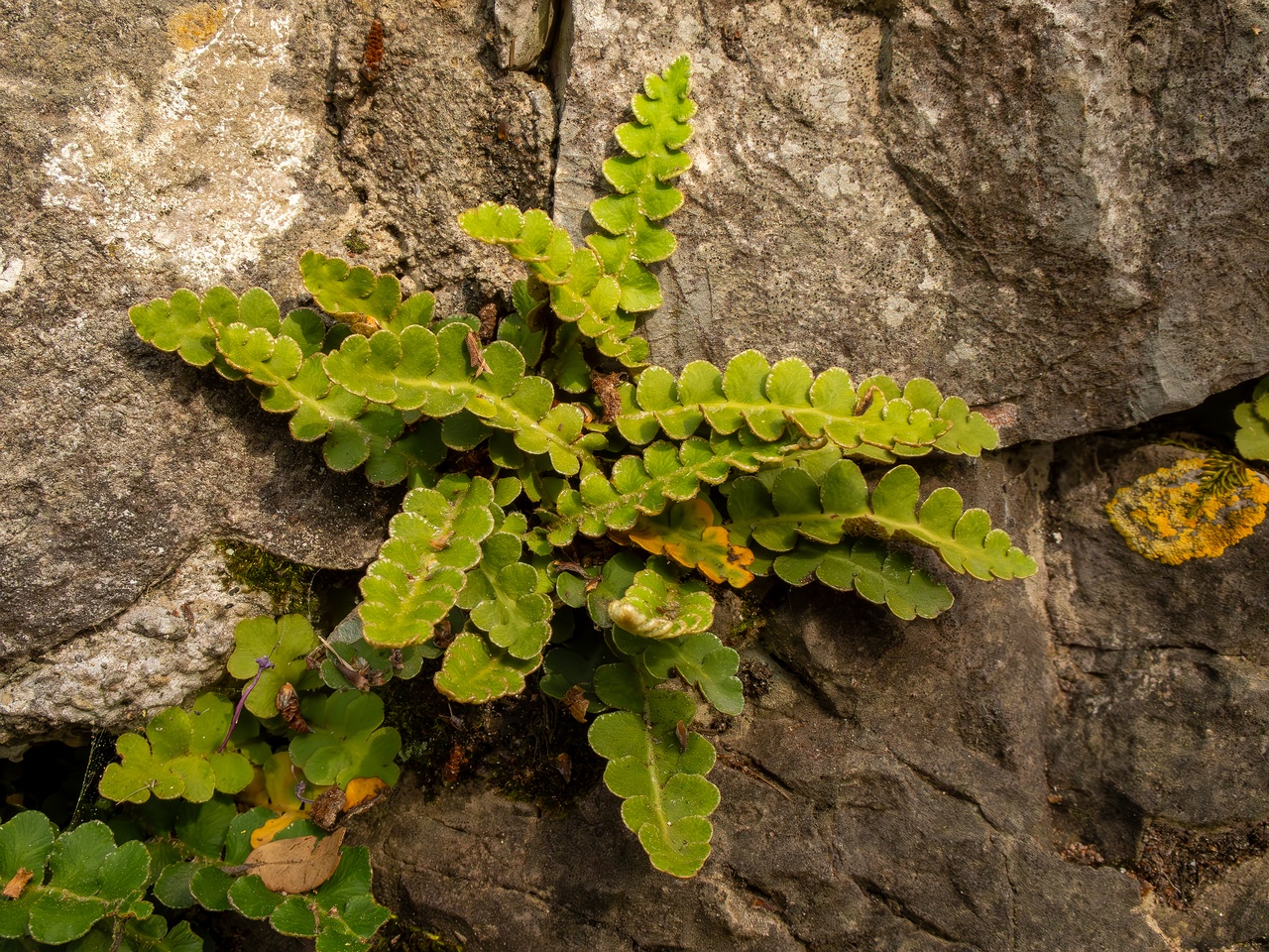 Asplenium ceterach _2025-05-11_1-6