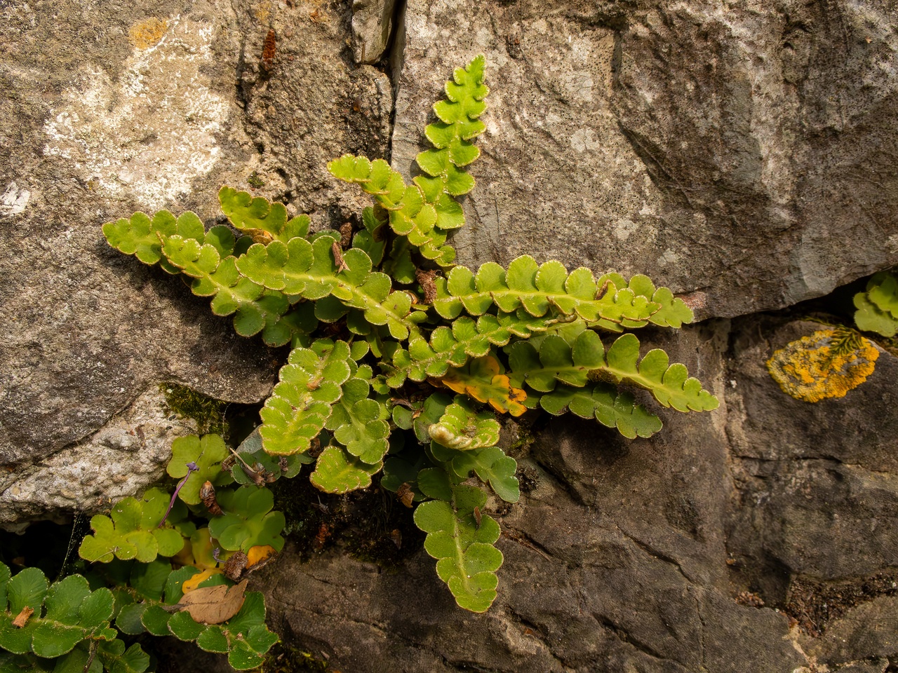 Asplenium ceterach _2025-05-11_1-7