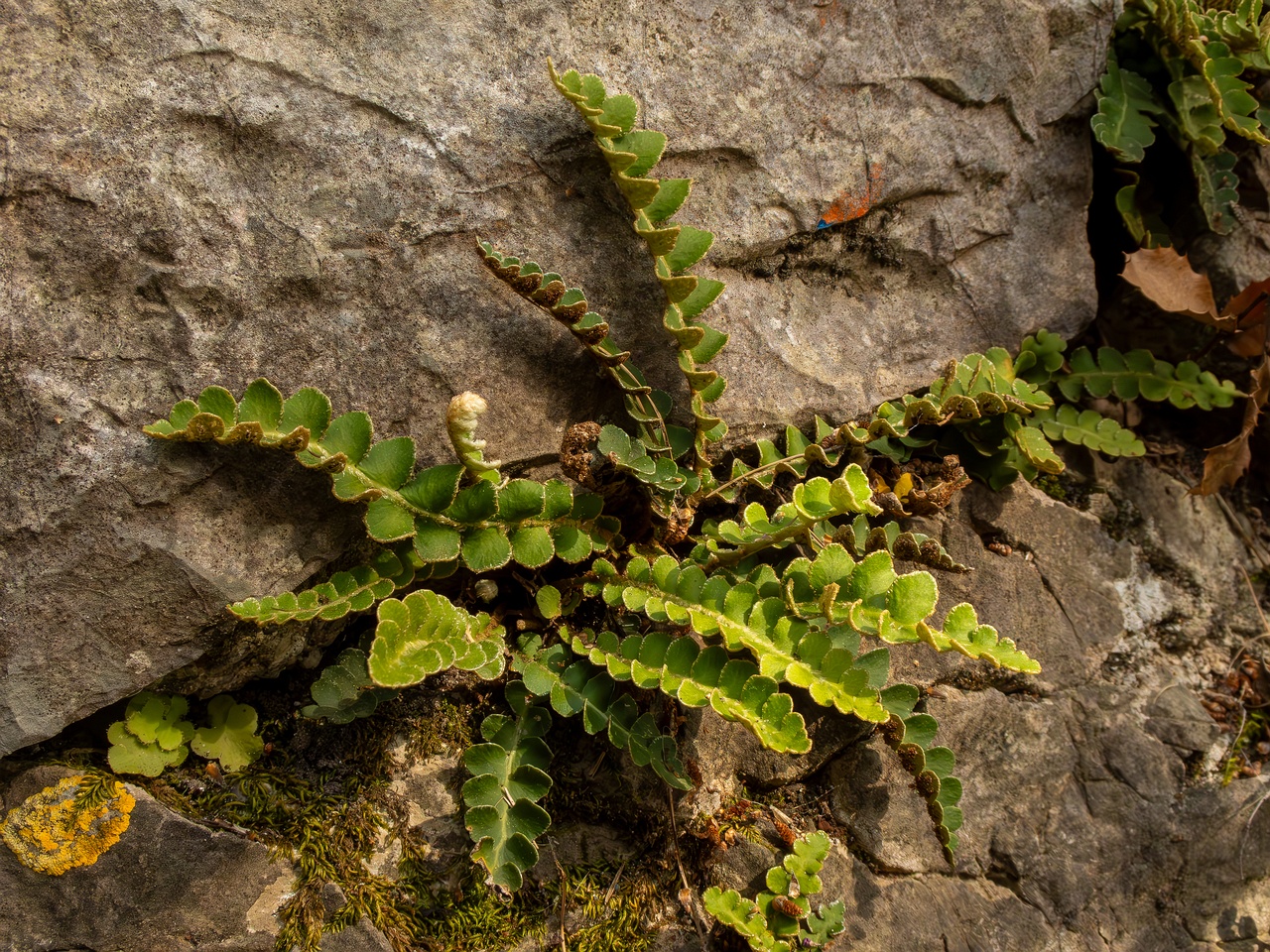 Asplenium ceterach _2025-05-11_1-8