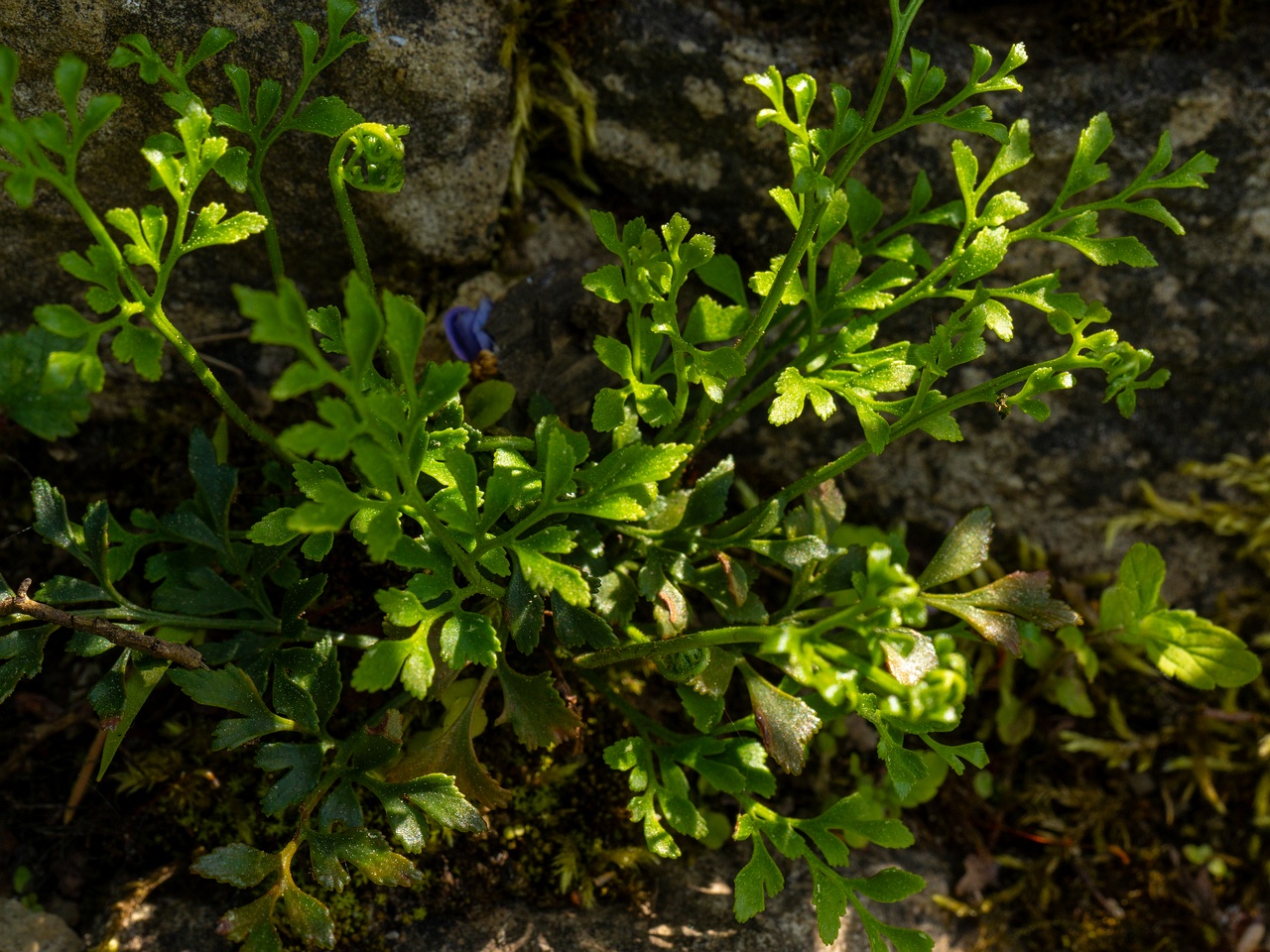 !Asplenium ruta-muraria _2025-06-01_1-2