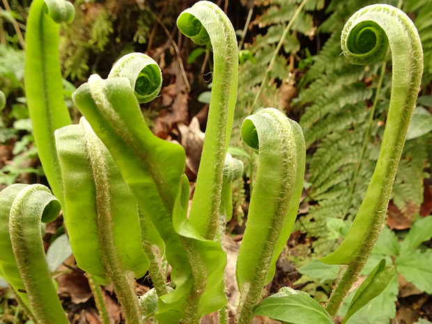 Костенец сколопендровый - Asplenium scolopendrium
