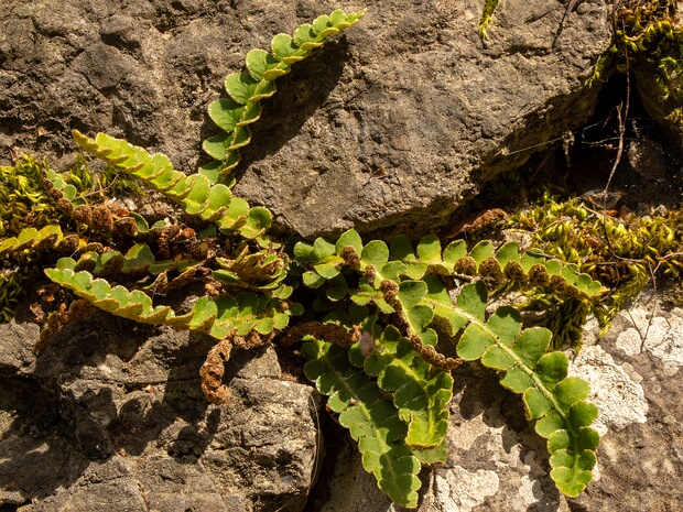 Костенец аптечный - Asplenium ceterach