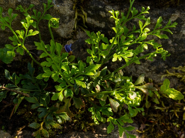 Костенец постенный - Asplenium ruta-muraria