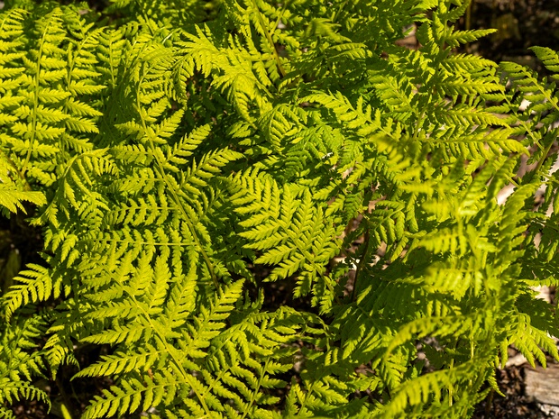 Кочедыжниковые - Athyriaceae
