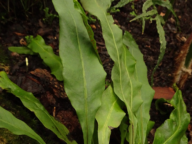 Лептохилус Бюргера - Leptochilus buergerianus