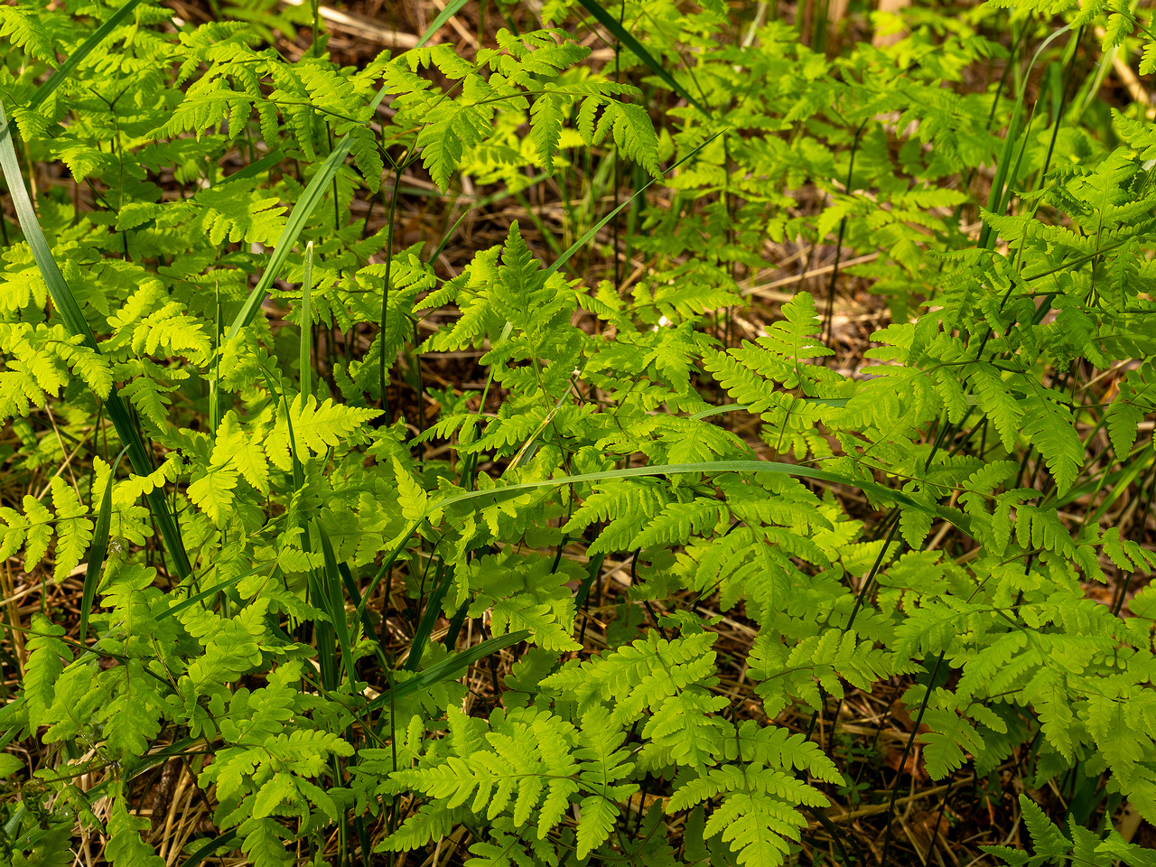 gymnocarpium-dryopteris_2023-05-21_1-1