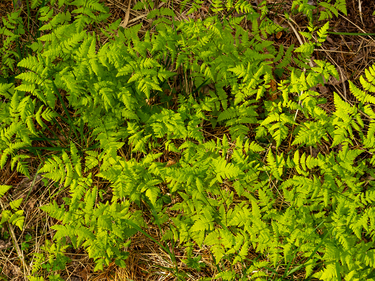 gymnocarpium-dryopteris_2023-05-21_1-10