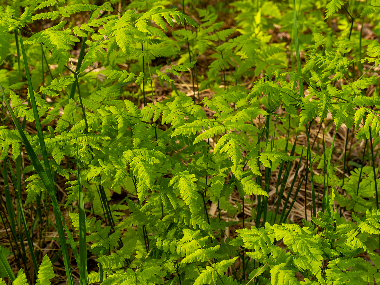 gymnocarpium-dryopteris_2023-05-21_1-2