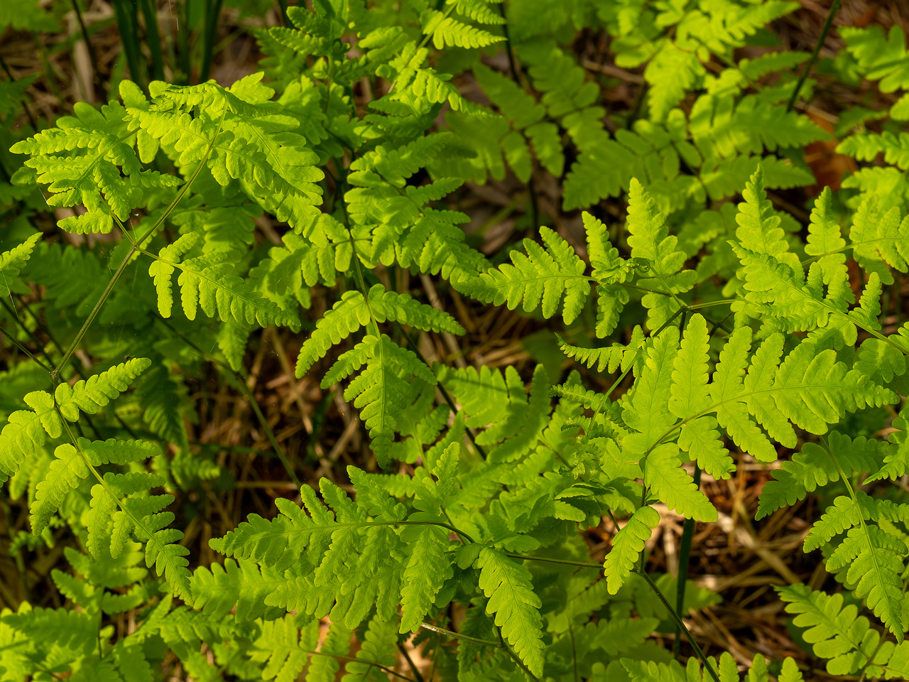 gymnocarpium-dryopteris_2023-05-21_1-4
