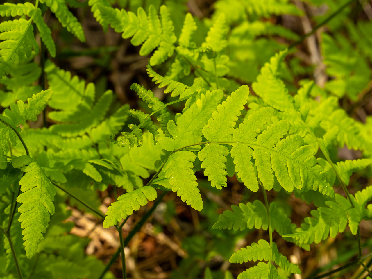 gymnocarpium-dryopteris_2023-05-21_1-5
