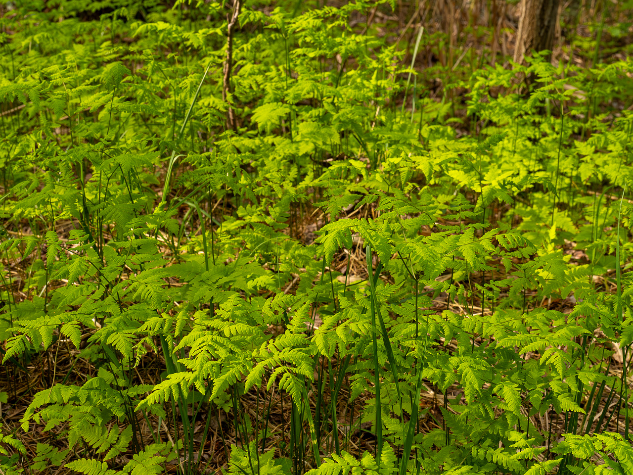 gymnocarpium-dryopteris_2023-05-21_1-6