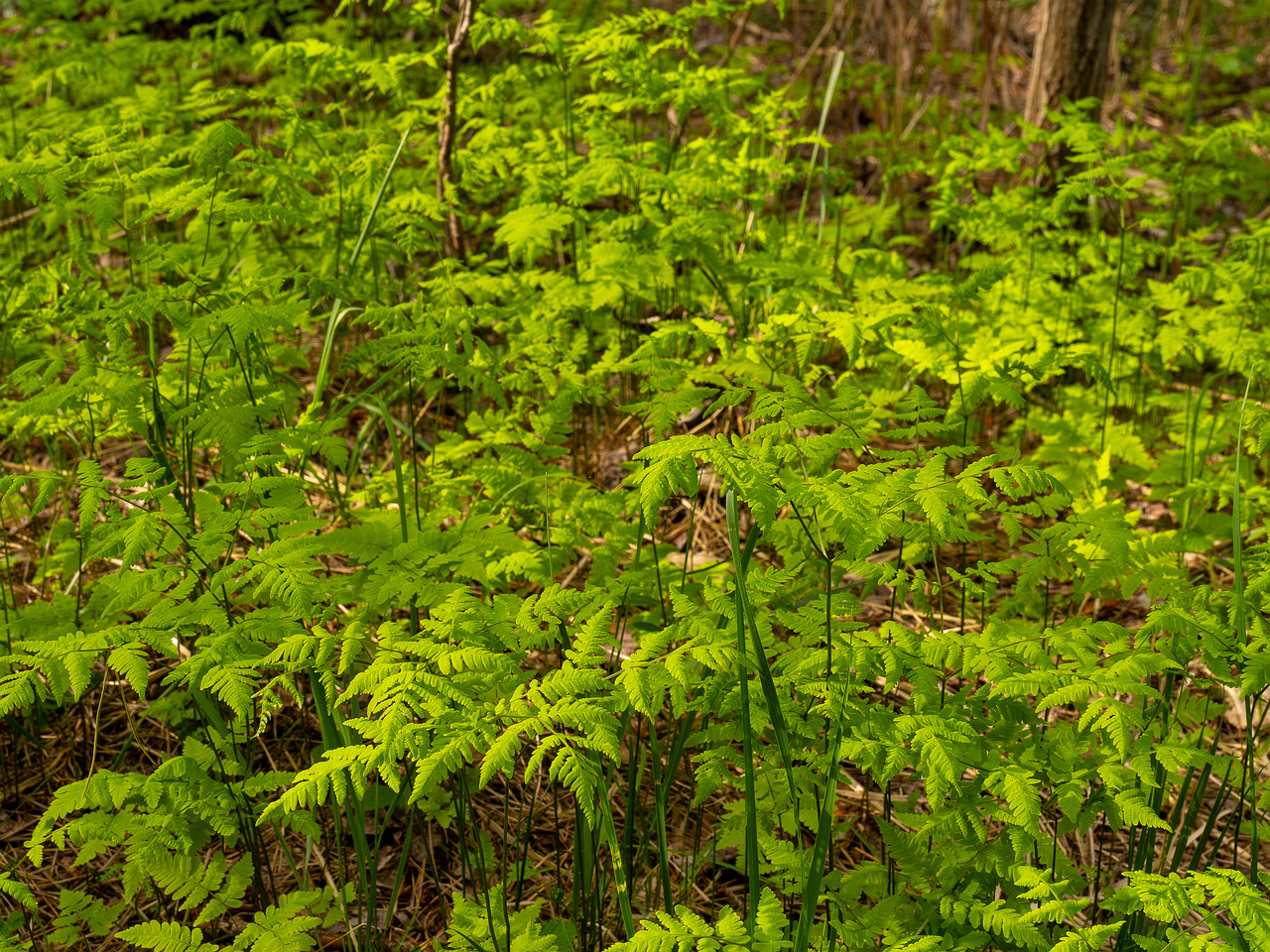 gymnocarpium-dryopteris_2023-05-21_1-7