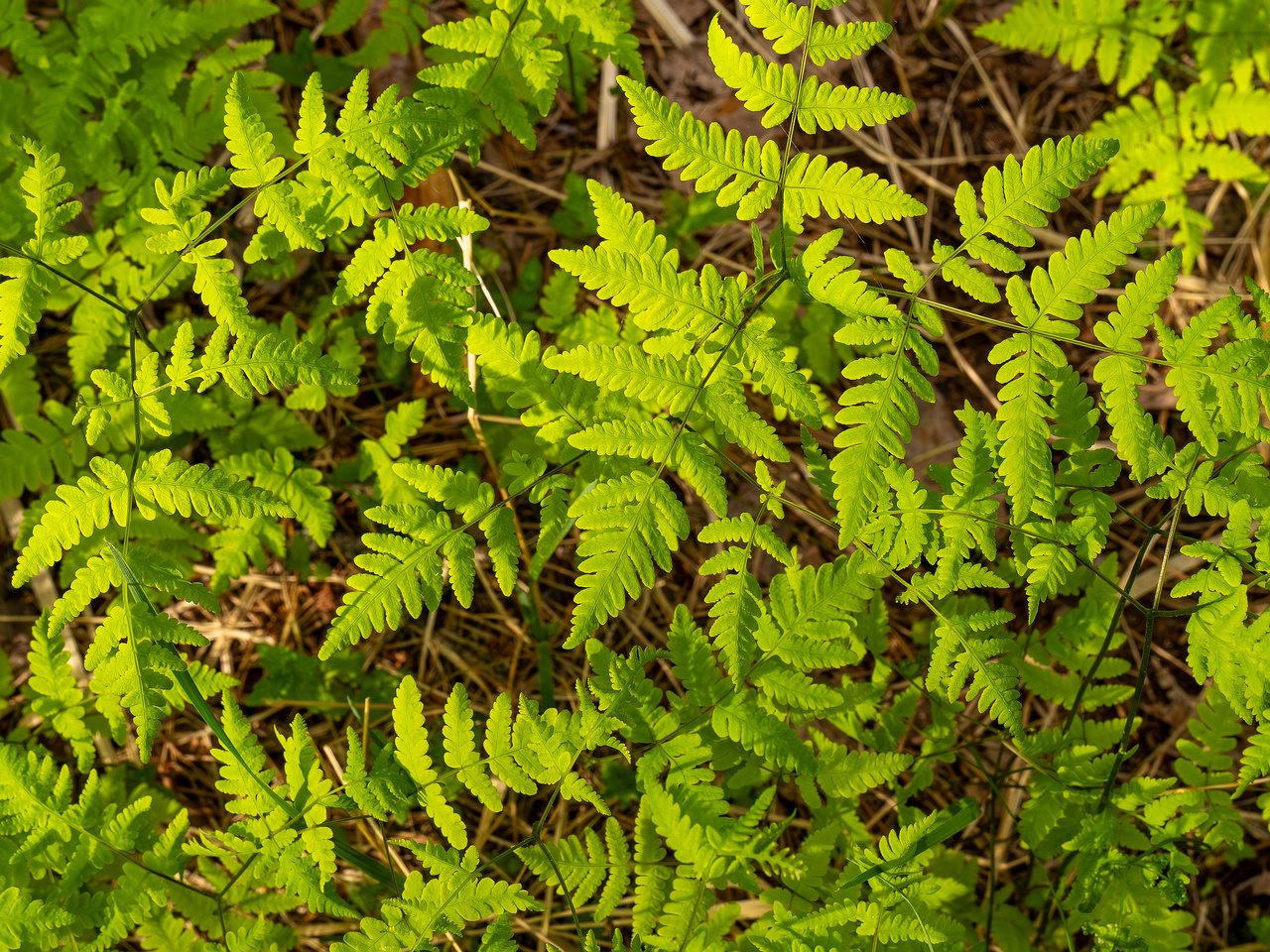 gymnocarpium-dryopteris_2023-05-21_1-9