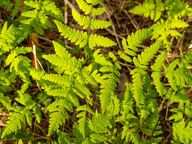 Голокучник обыкновенный - Gymnocarpium dryopteris