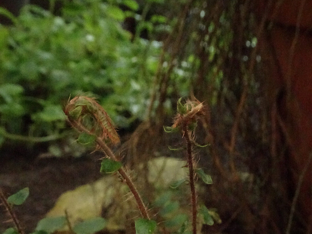 Пеллея круглолистная - Pellaea rotundifolia