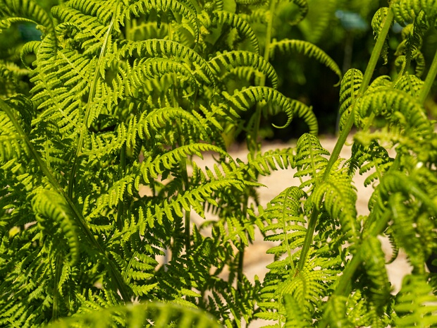 Кочедыжник женский - Athyrium filix-femina