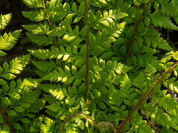 Многорядник шиповатый - Polystichum aculeatum