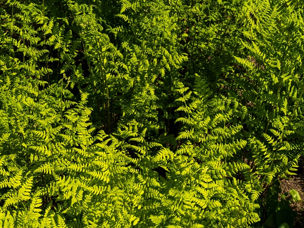 Щитовник картузианский - Dryopteris carthusiana