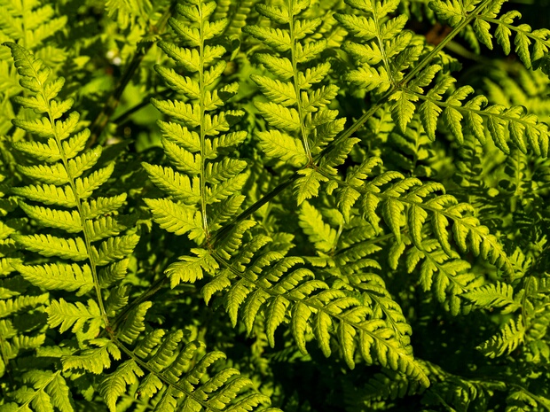 Щитовник расширенный - Dryopteris dilatata