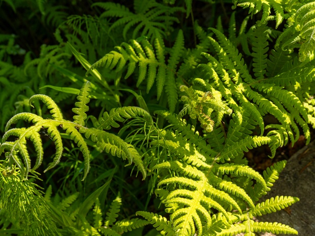 Телиптерисовые - Thelypteridaceae Thelypteridaceae is a family of about 900 species of ferns in the eupolypods II clade of the order Polypodiales, in the...