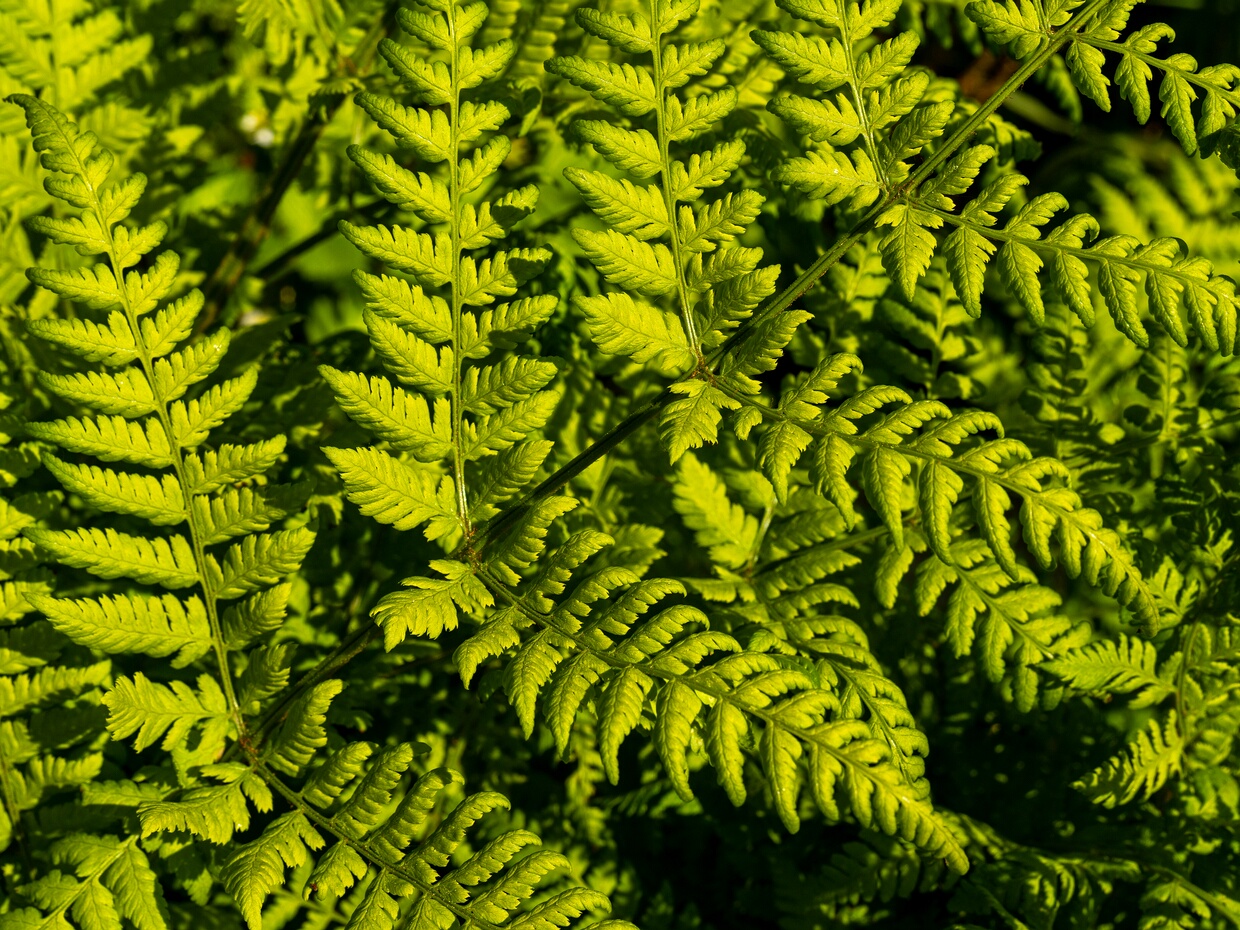 Щитовниковые - Dryopteridaceae The Dryopteridaceae are a family of leptosporangiate ferns in the order Polypodiales. They are known colloquially as the...