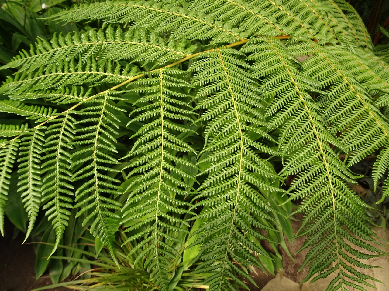DSC06450