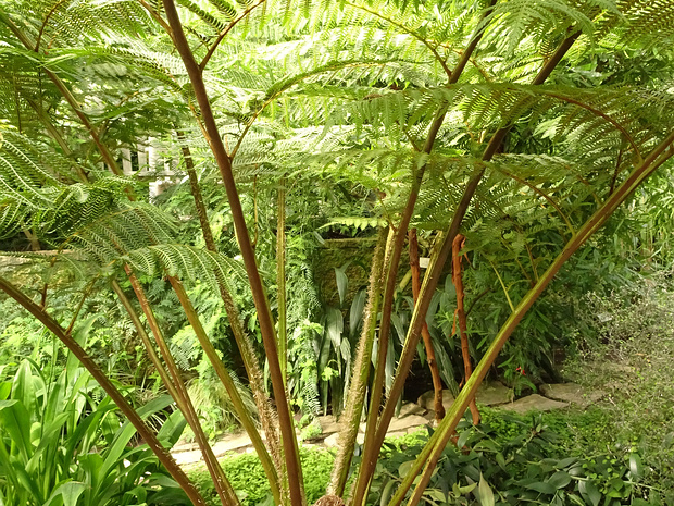 Циатейные - Cyatheaceae The Cyatheaceae are the scaly tree fern family and include the world's tallest tree ferns, which reach heights up to 20...