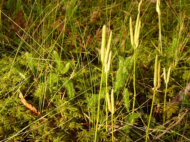 Плаун булавовидный - Lycopodium clavatum