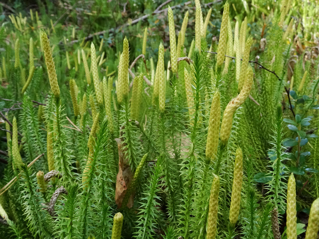 Плауновые - Lycopodiopsida