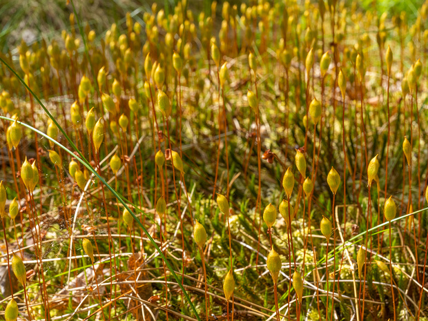 Политриховые - Polytrichales The Polytrichaceae also known as "Aloe Moss" is a common family of mosses. Members of this family tend to be larger than...