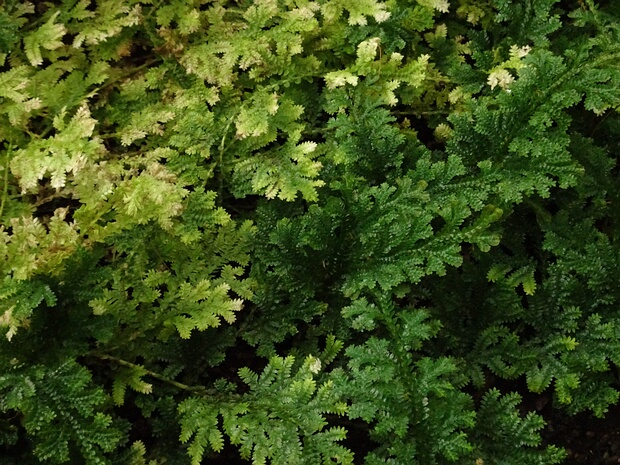 Плаунковые - Selaginellaceae Selaginella is the sole genus of vascular plants in the family Selaginellaceae, the spikemosses or lesser clubmosses....