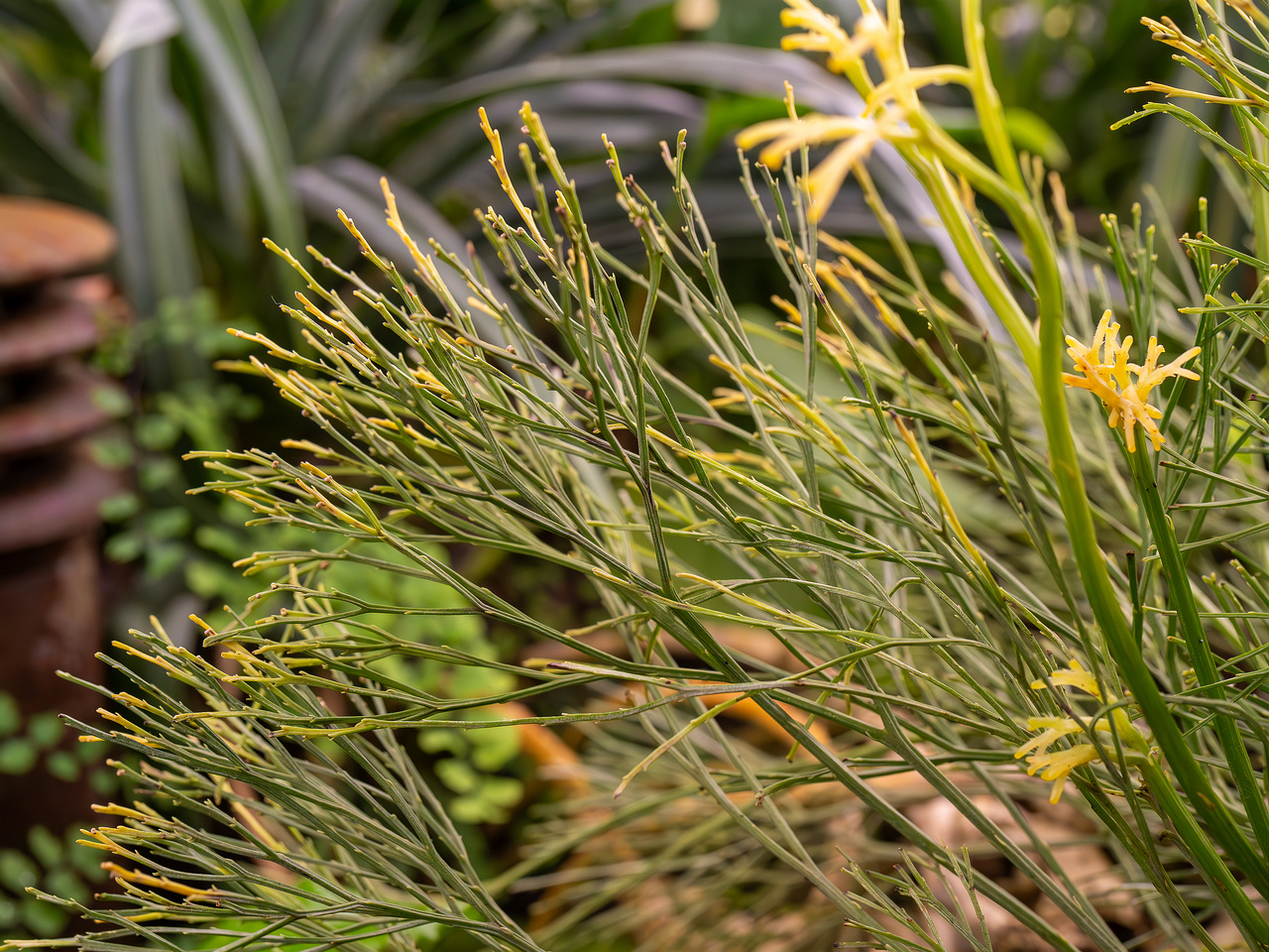 !botanical-garden-tropical-house-17