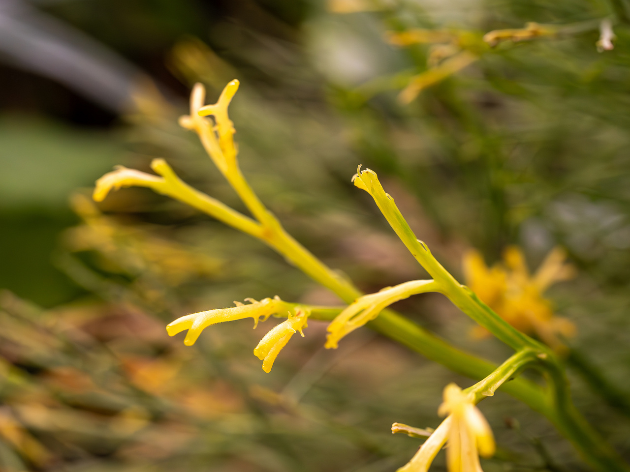 botanical-garden-tropical-house-12