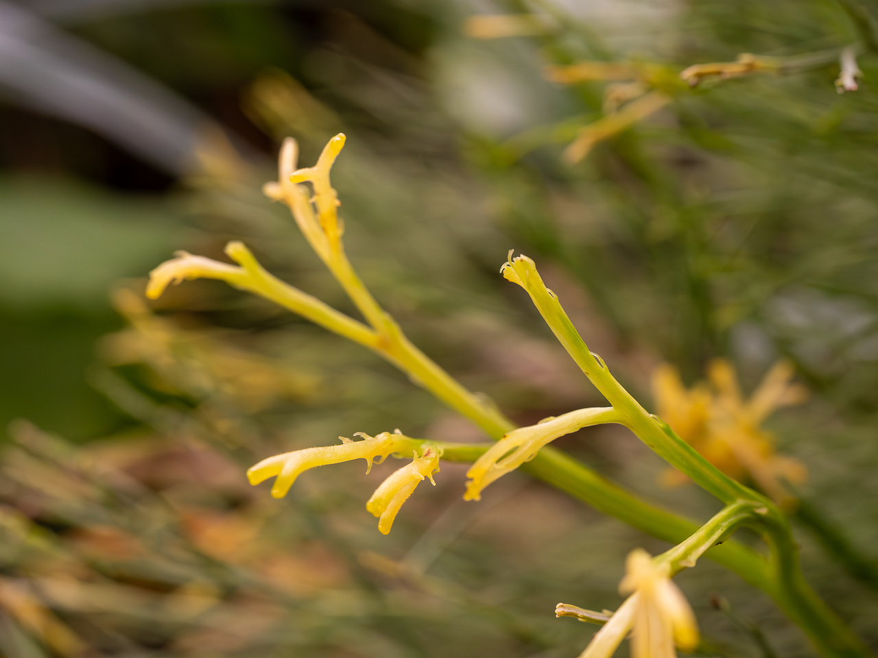 botanical-garden-tropical-house-13