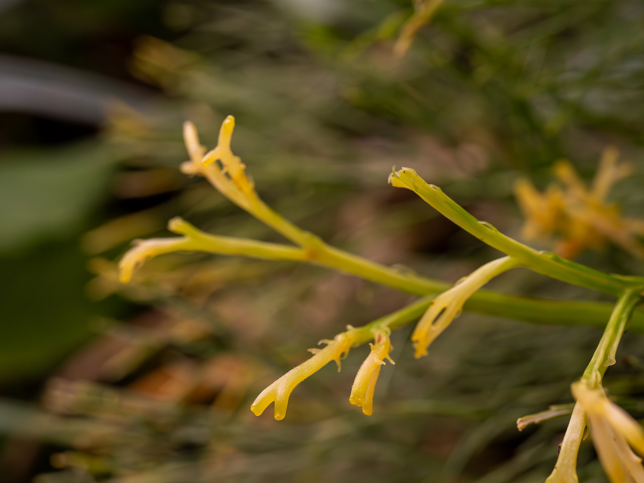 botanical-garden-tropical-house-15