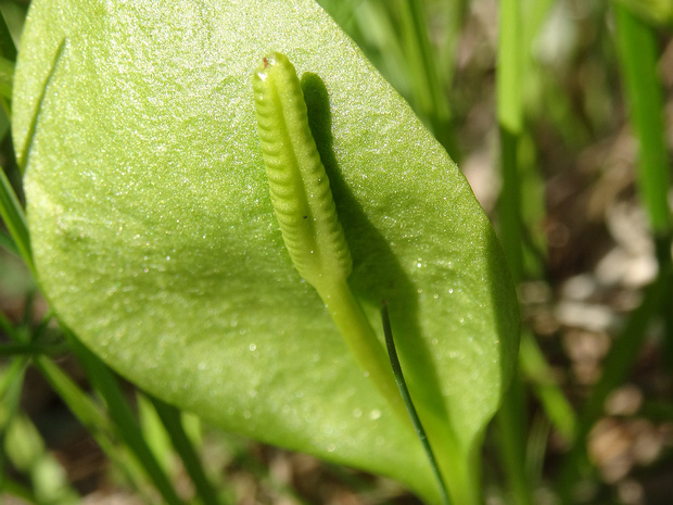 Ужовниковые - Ophioglossales Ophioglossales (lit. 'snake-tongue ') are a small group of pteridophyte plants. Traditionally they are included in the...