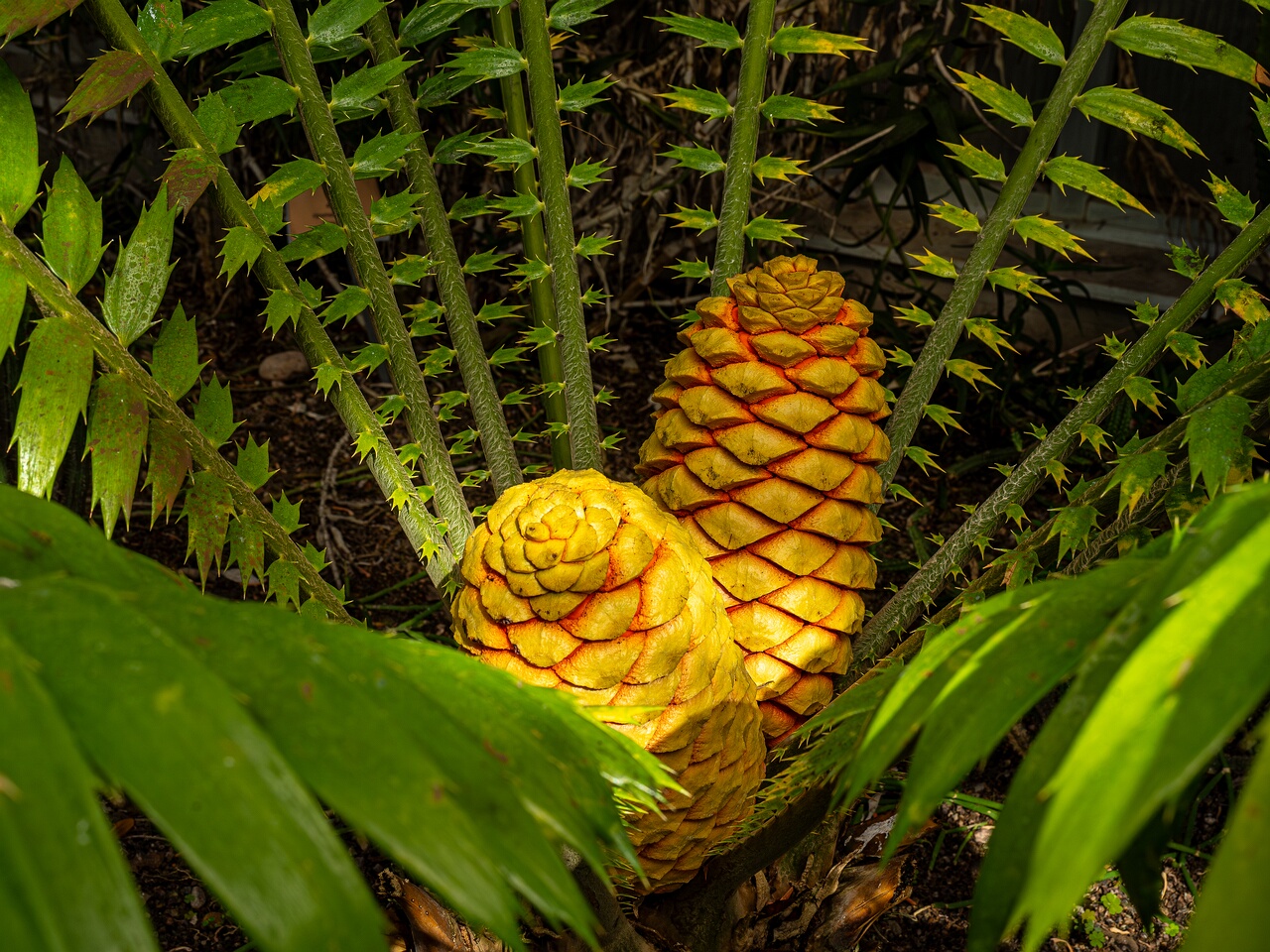 !Encephalartos hildebrandtii _2026-05-09_1-3