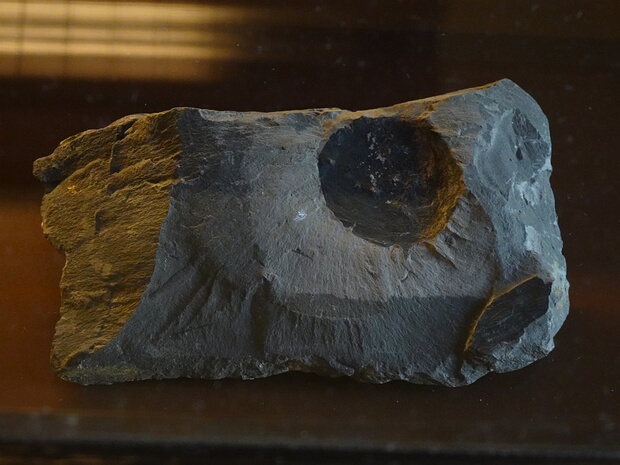 †Цикадолепис Веттштейна - †Cycadolepis wettsteini