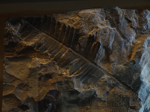 †Нильссониевые - †Nilssoniaceae