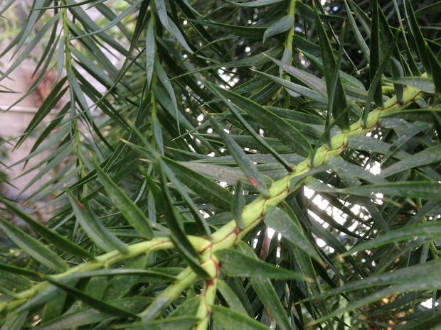 Араукария бразильская - Araucaria angustifolia