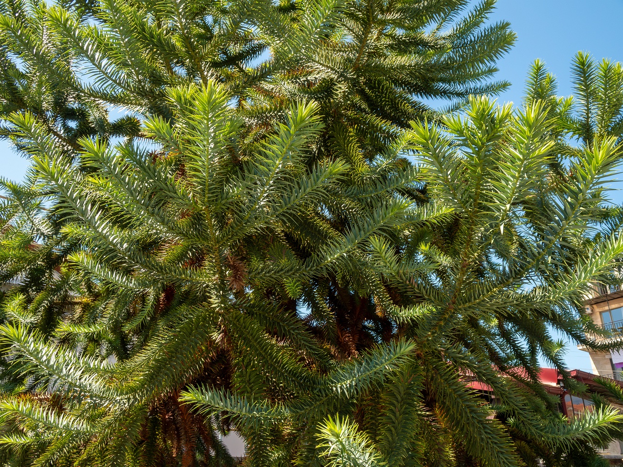 Araucaria araucana _2025-08-22_1-1
