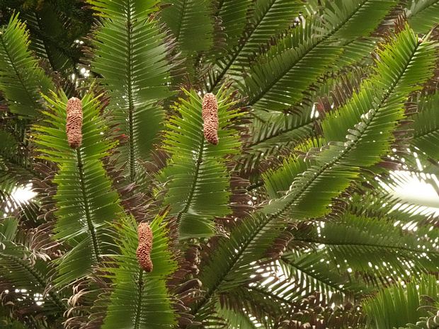 Араукариевые - Araucariaceae